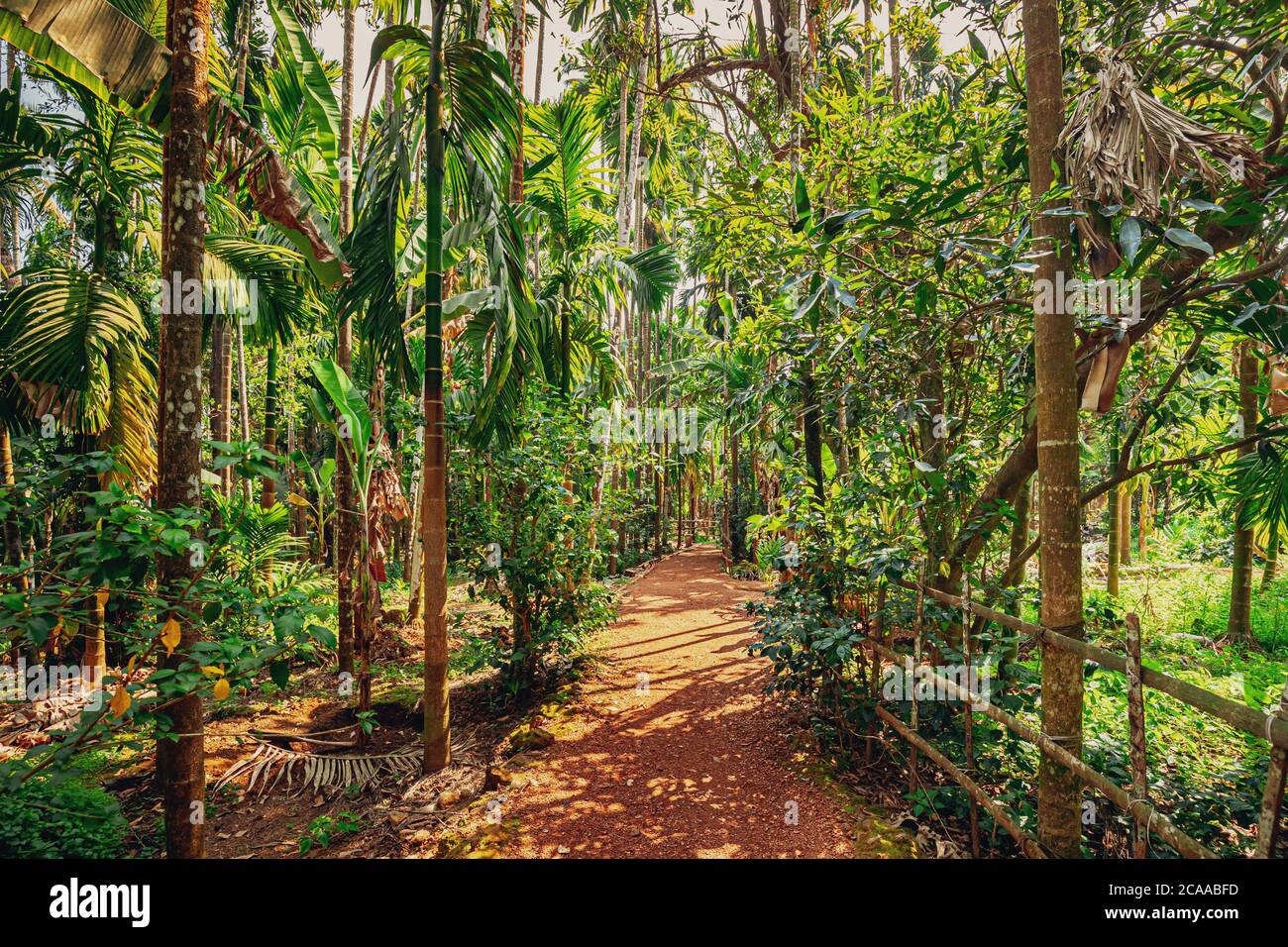 Goa, India. View Of Road Lane Path Way Surrounded By Tropical Green
