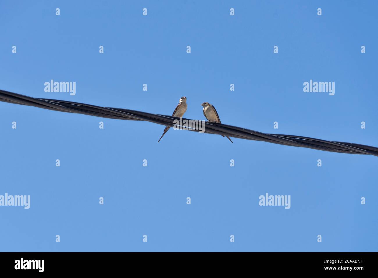 Swallows birds hires stock photography and images Alamy