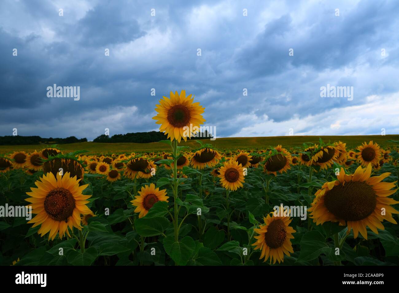 Sunflower field landscape. field of blooming sunflowers on a background ...