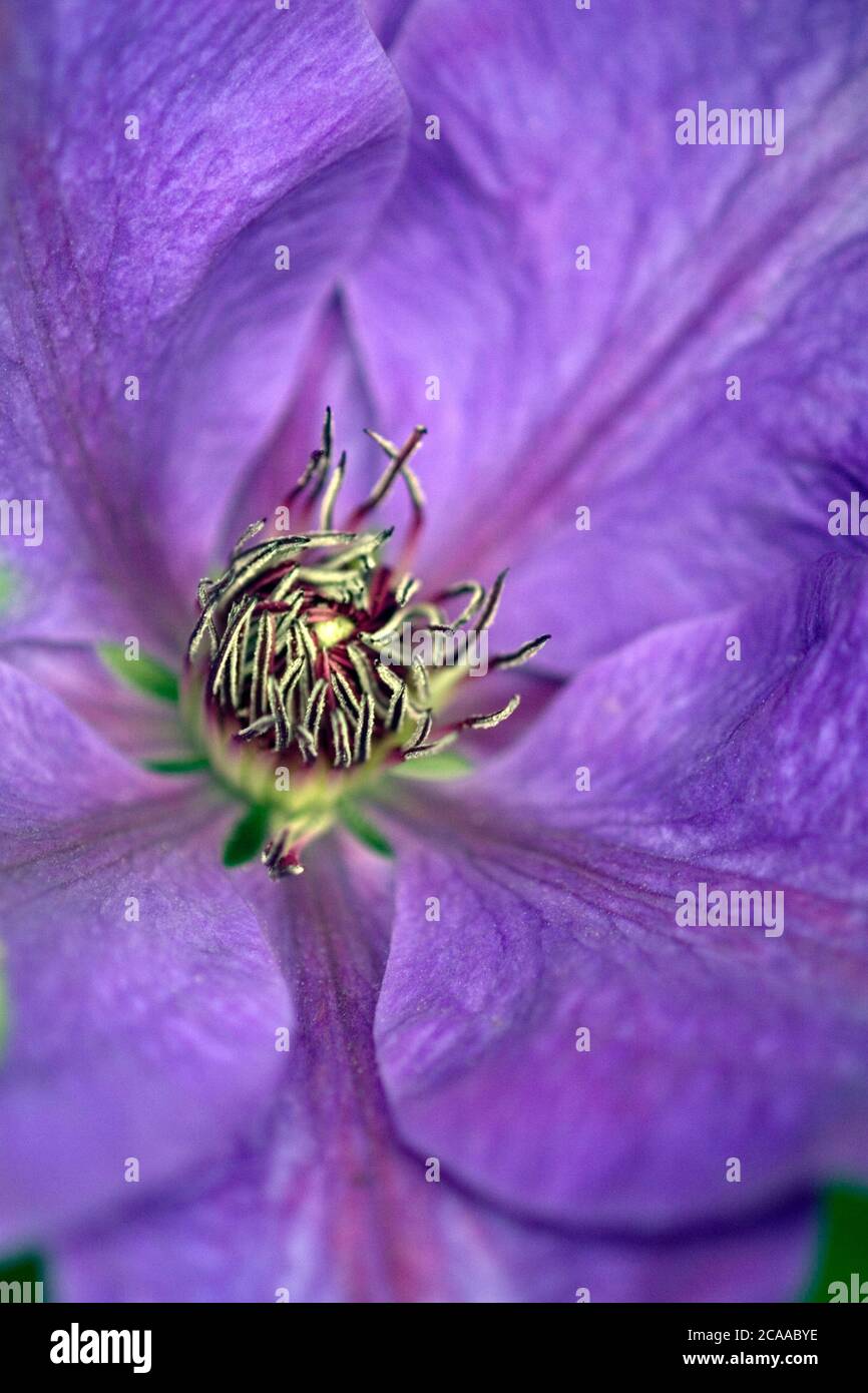 Violet petals detail of 'Elsa Spath' clematis climbing plant Stock Photo