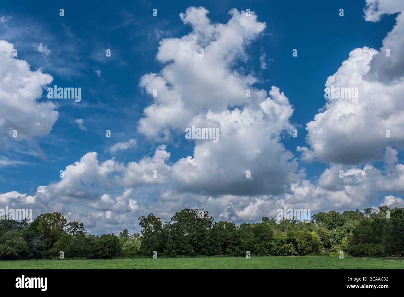 In a opened field looking upwards to the big blue sky with huge fluffy white clouds and the woodlands in the background on a bright sunny day in summe Stock Photo