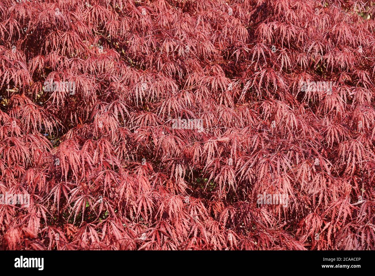 Acer palmatum called japanese hi-res stock photography and images - Alamy