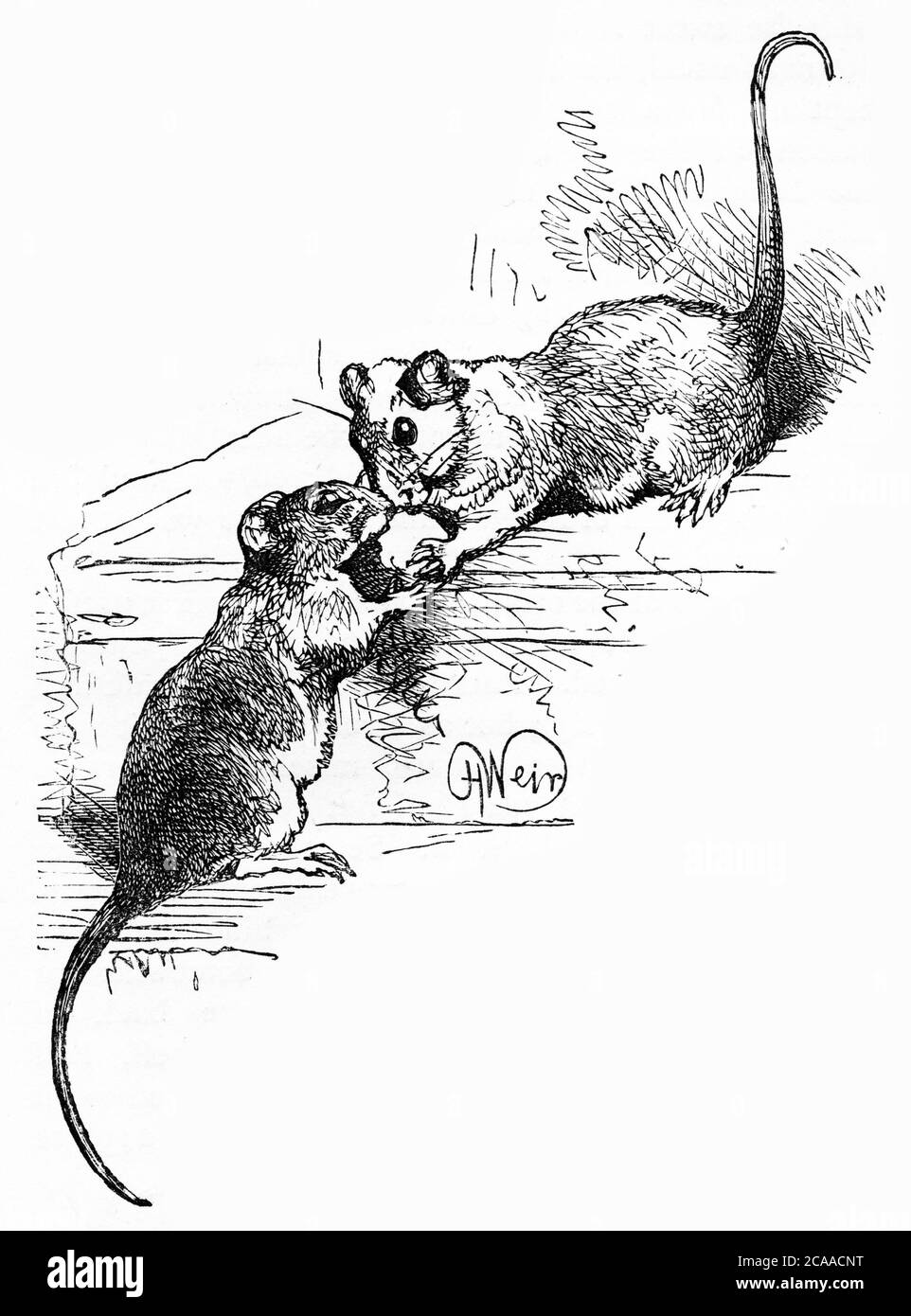 Engraving of a pair of rats eating food stolen from the pantry Stock Photo
