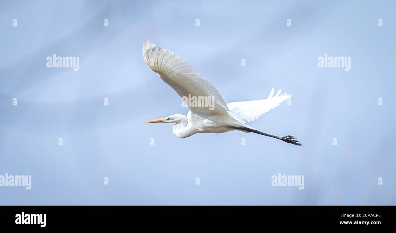 Wildlife background of white heron great egret Ardea alba hunting on a pond, flies over the water and catches fish, has fish in its beak. The best pho Stock Photo