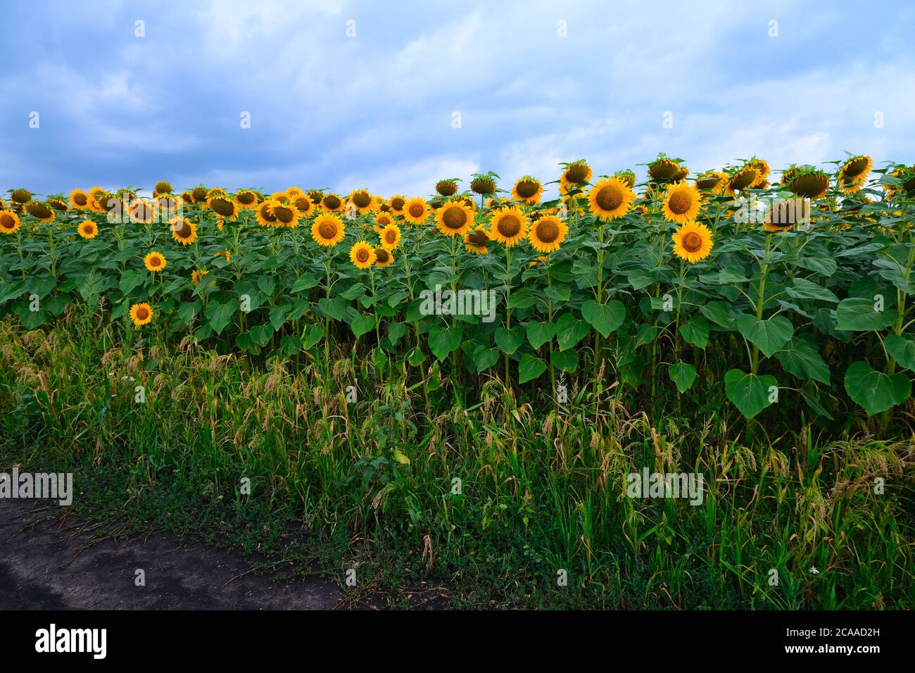 Sunflower field landscape. field of blooming sunflowers on a background ...