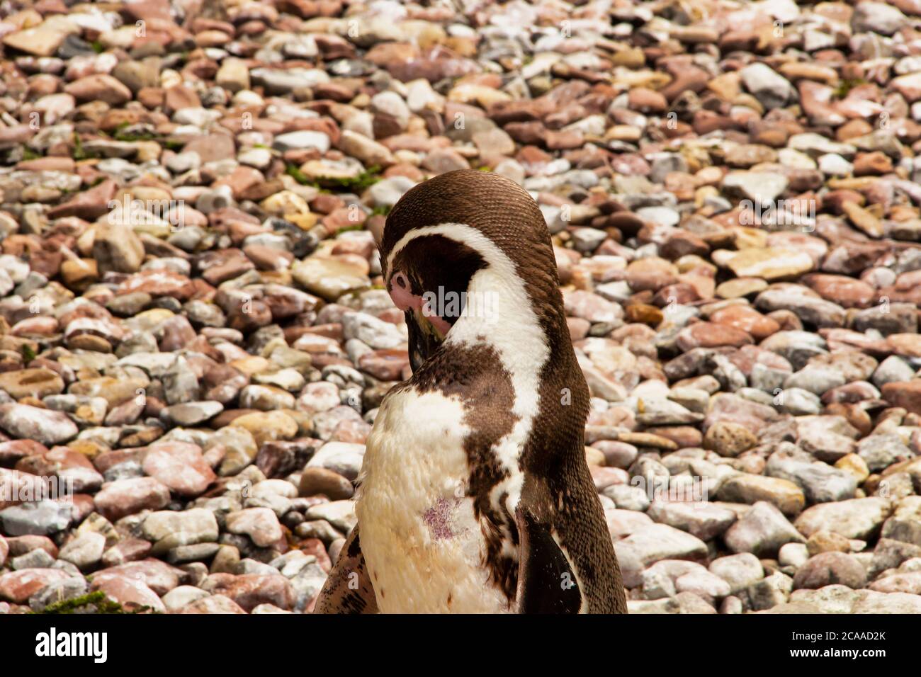 View of a Humboldt penguin on a stone beach, Spheniscus humboldti, from the genus Jackass penguins Stock Photo