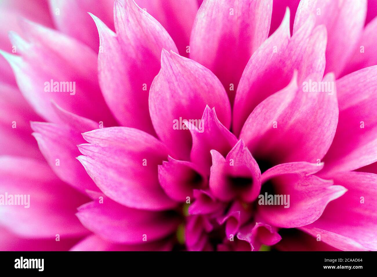 Dahlia bulbs hires stock photography and images Alamy