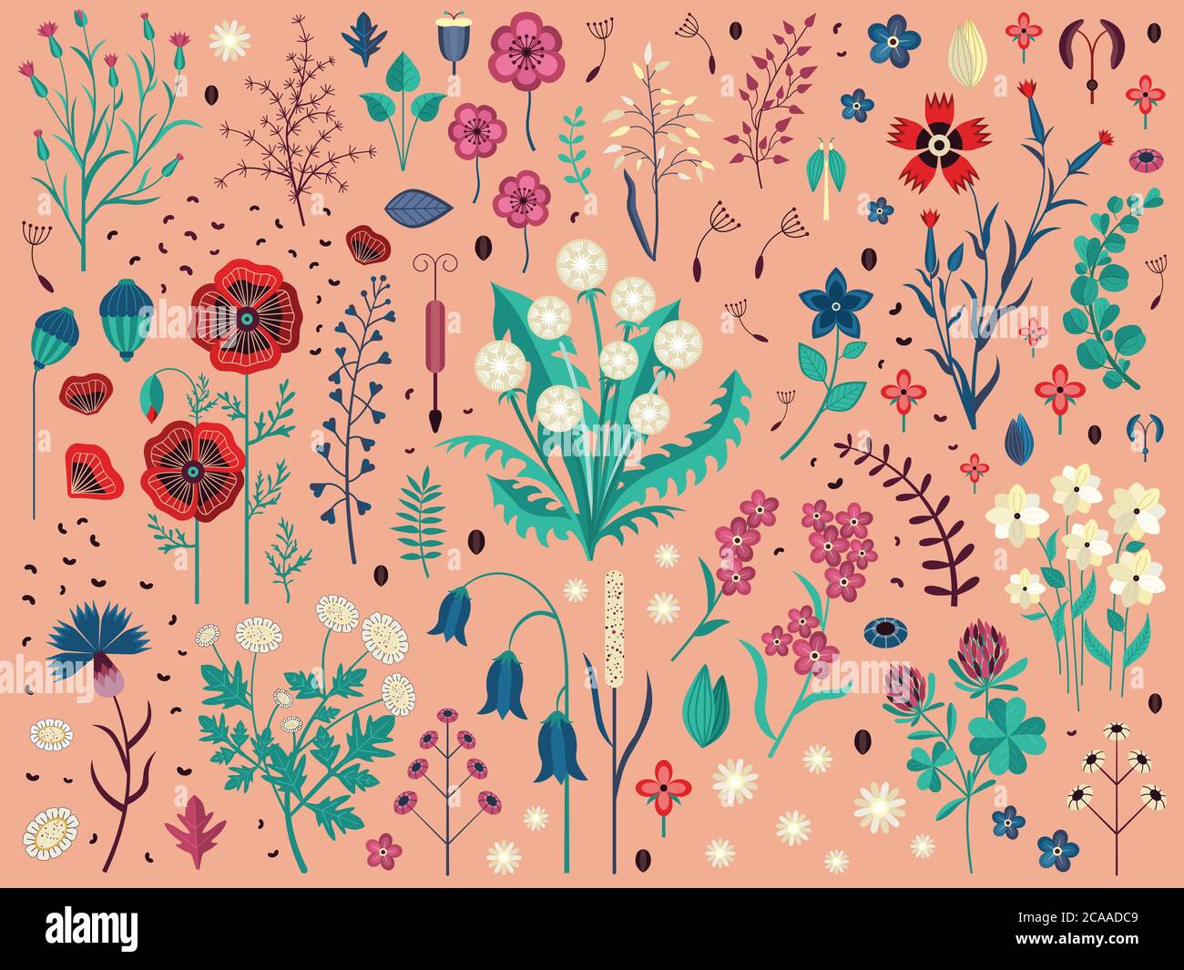 Wild Flowers Herbs and Field Plants Set Stock Vector