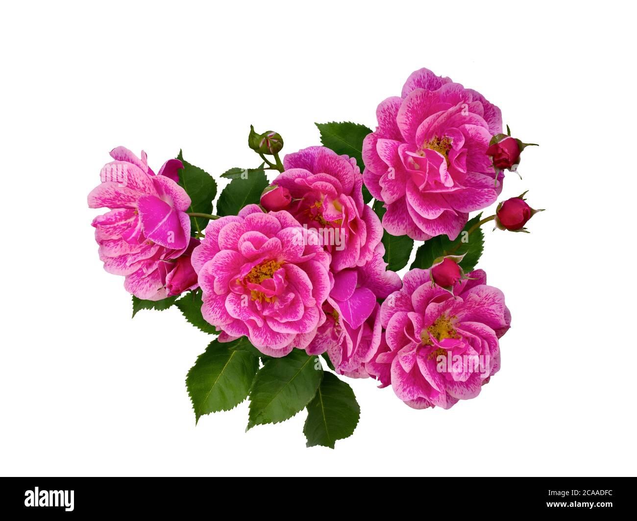 Dark to light pink roses hi-res stock photography and images - Alamy