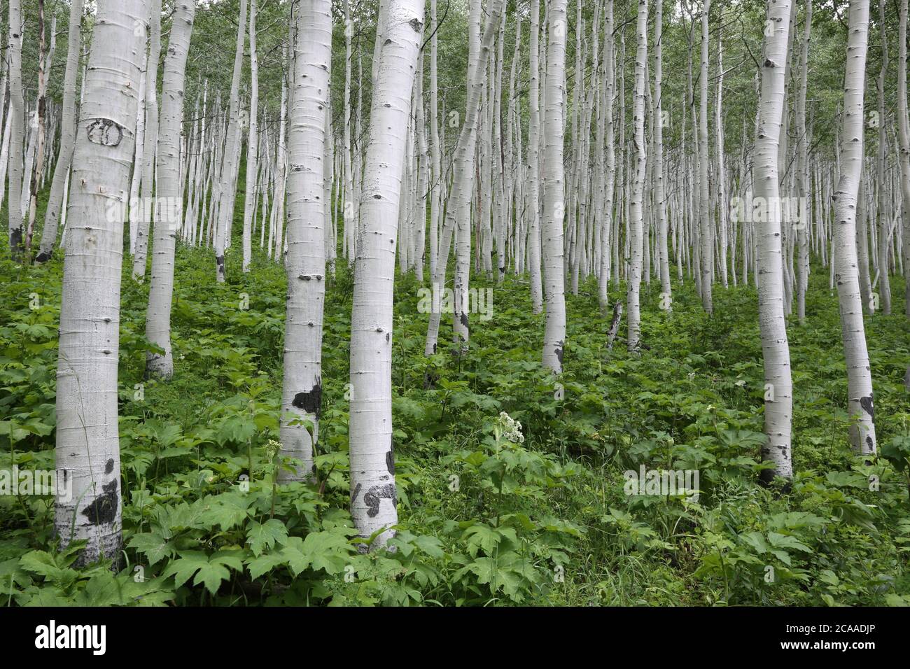Grove of aspen trees, Big Cottonwood Canyon, Utah Stock Photo Alamy