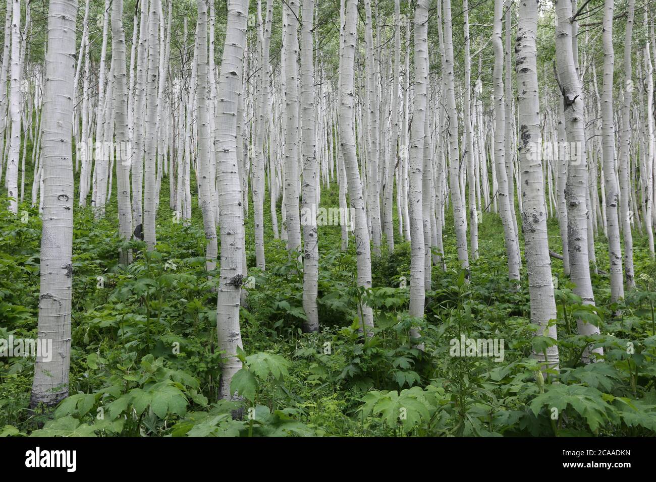 Grove of aspen trees, Big Cottonwood Canyon, Utah Stock Photo - Alamy