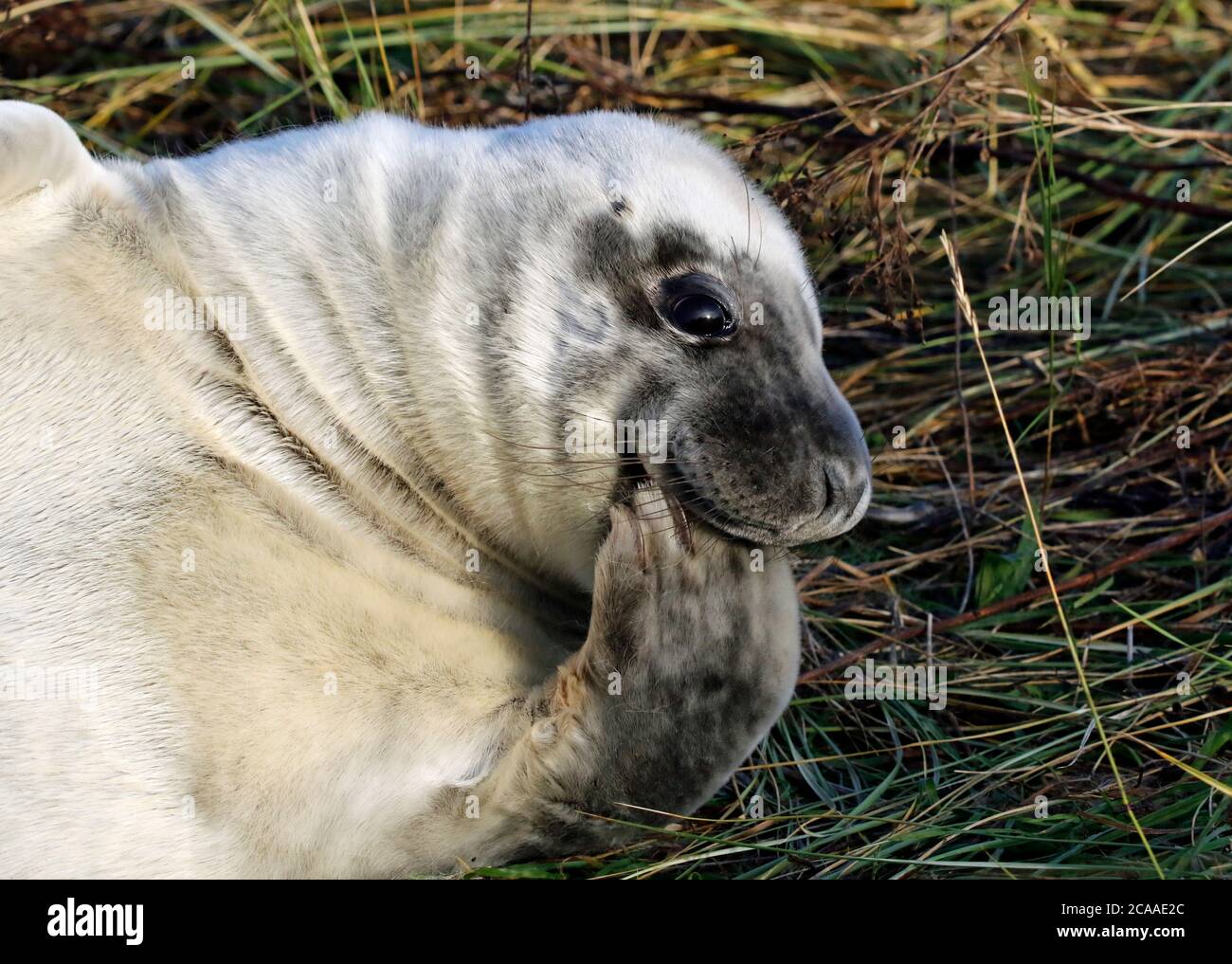 Grey seals on the shore Stock Photo