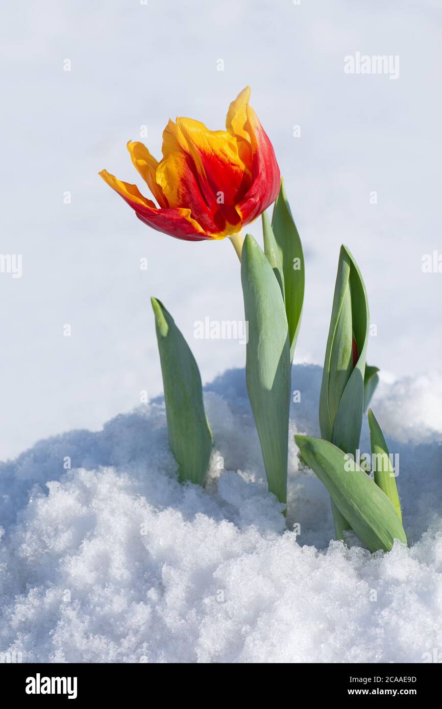 Snow falling on tulip flowers. Tulip growing out of snow. Abnormal