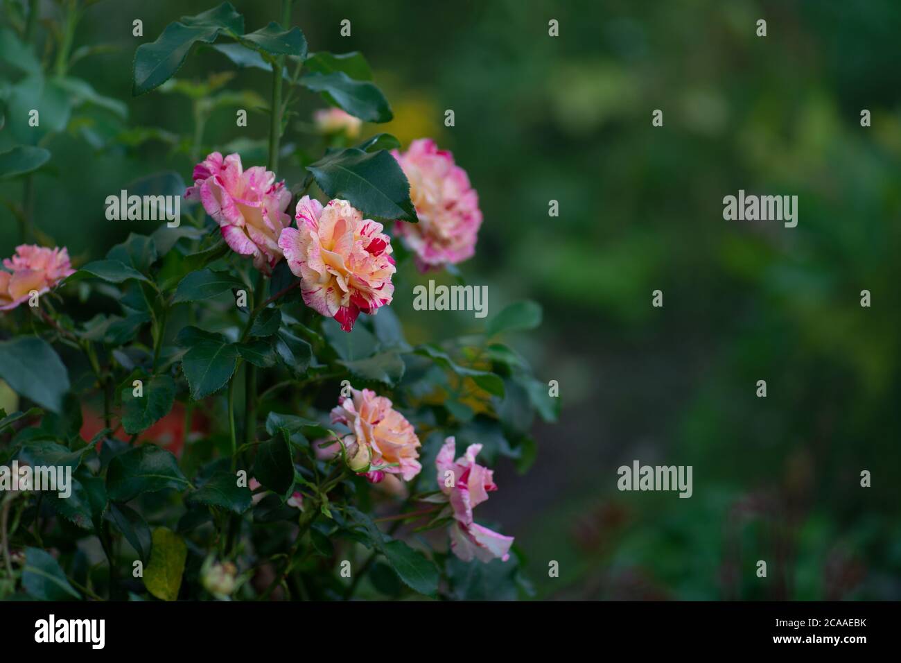 Pink and white striped roses in the garden. Pink and white striped roses Stock Photo