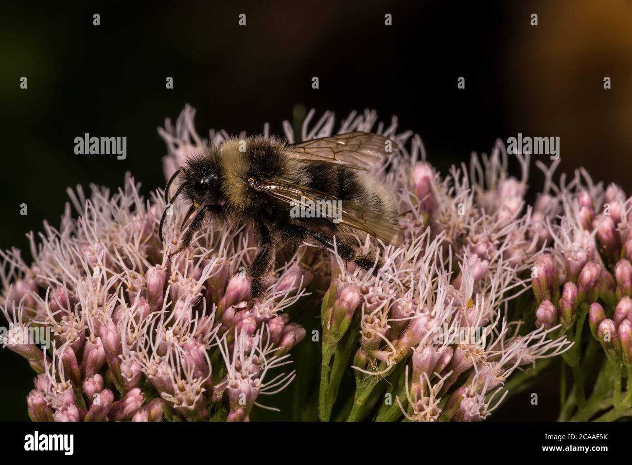 White-tailed Bumblebee (Bombus lucorum) Stock Photo