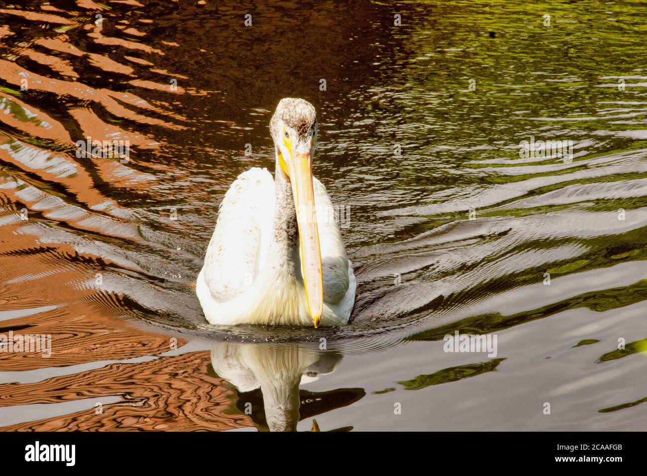 Front view of a swimming in the pond rough billed pelican, Pelecanus erythrorhynchos, one of the largest waterfowl in the world Stock Photo