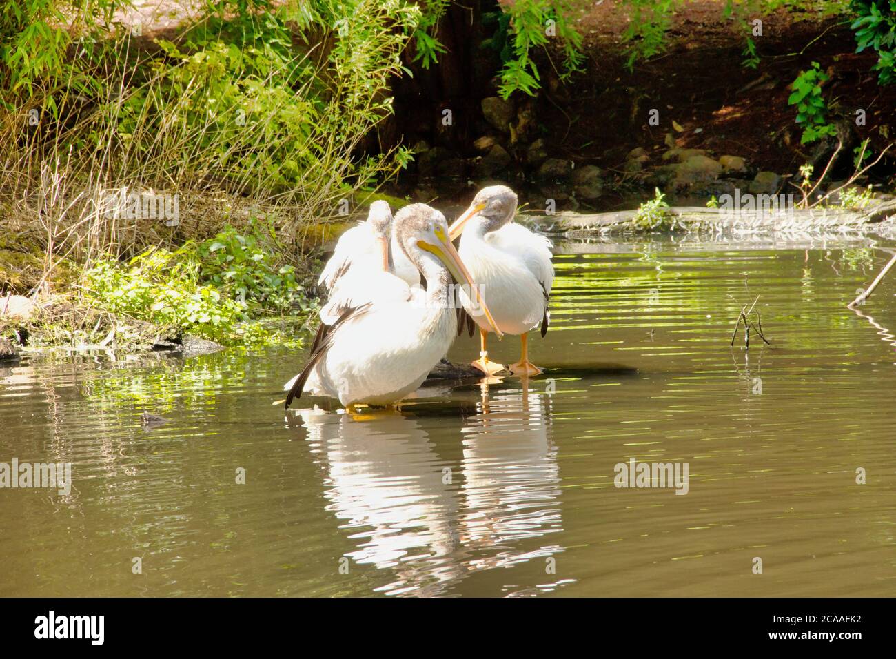 Three American white pelicans, Pelecanus erythrorhynchos, one of the largest waterfowl in the world Stock Photo