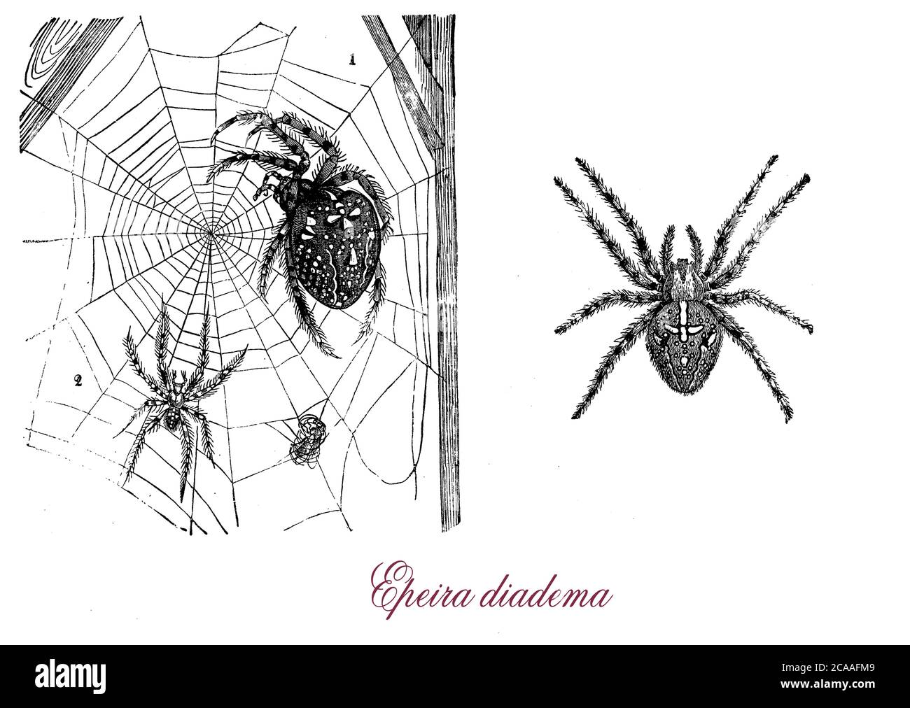 Araneus diadematus commonly called the European garden spider has white markings across the dorsal abdomen forming a cross. Occasionally the female will eat the male directly after mating. Stock Photo