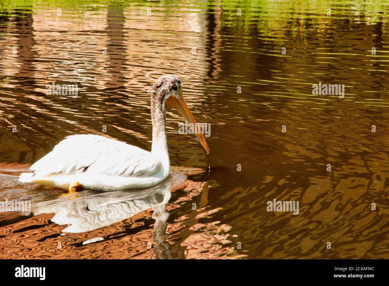 View of an American white pelican swimming in the pond, Pelecanus erythrorhynchos, one of the largest water birds in the world Stock Photo
