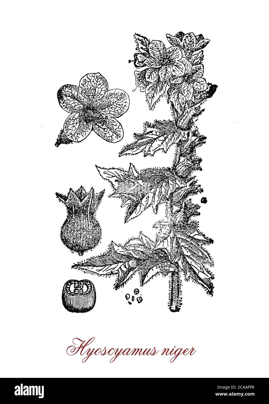 Vintage illustration of Hyoscyamus niger or henbane, poisonous plant