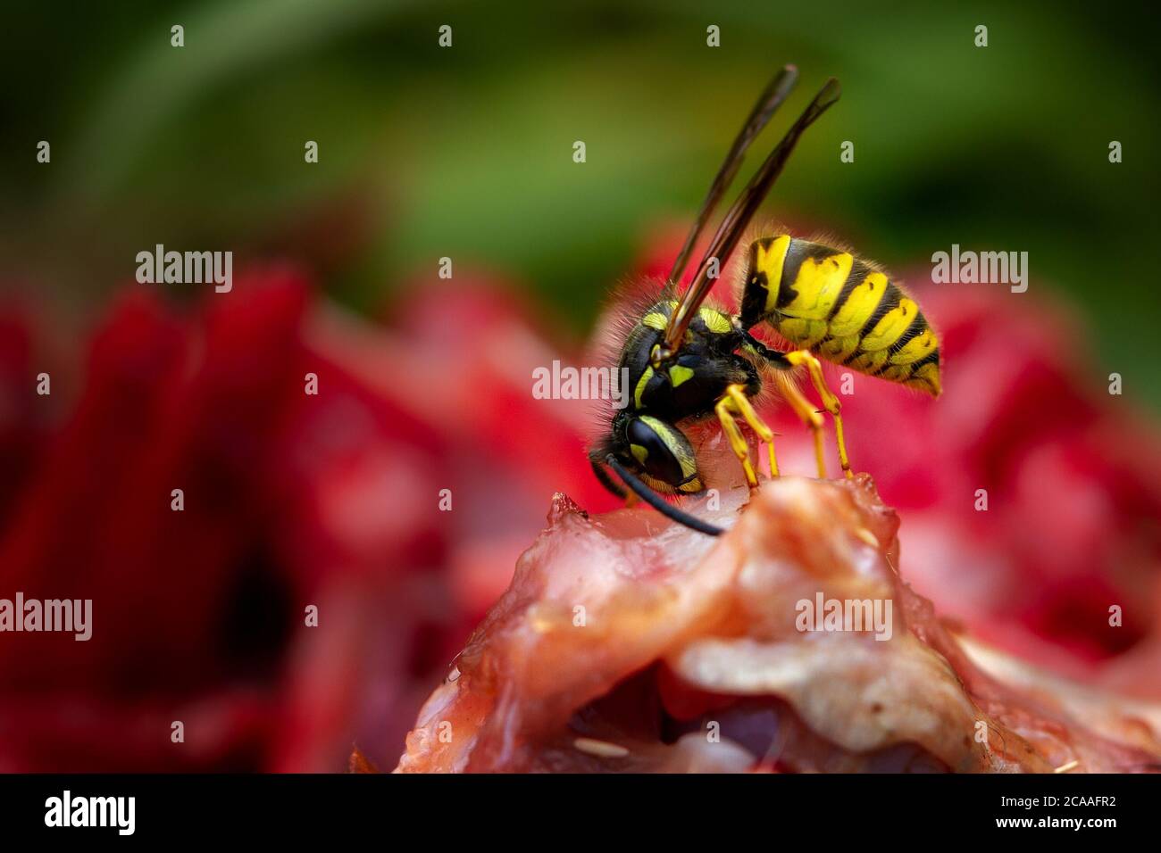 UK wildlife: Male social wasp (Vespula vulgaris) chopping up meat from a rabbit carcass to take back to the nest to feed its carnivorous young. Stock Photo