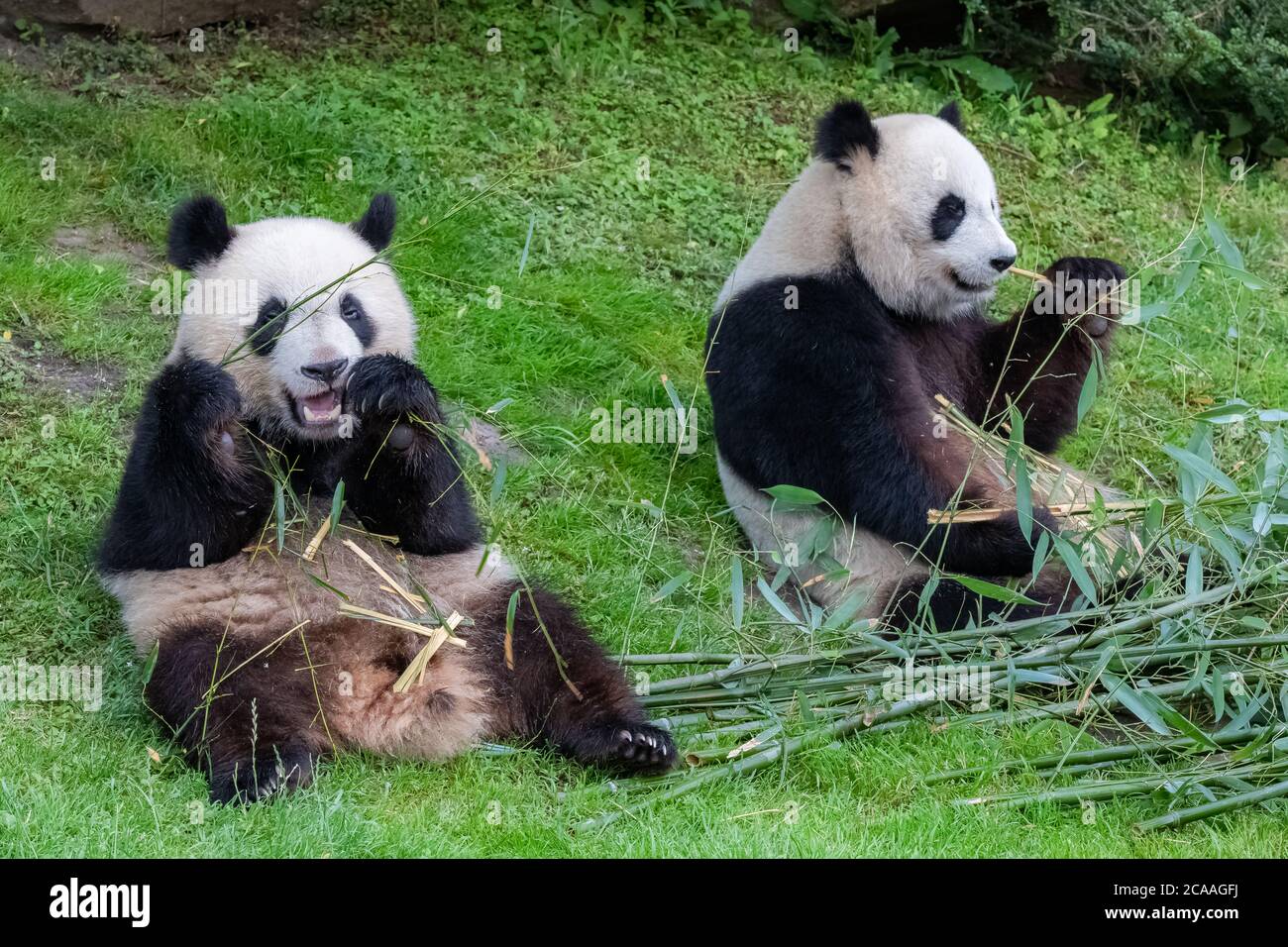Giant Pandas Bear Pandas Baby Panda And His Mother Eating Bamboo Stock Photo Alamy