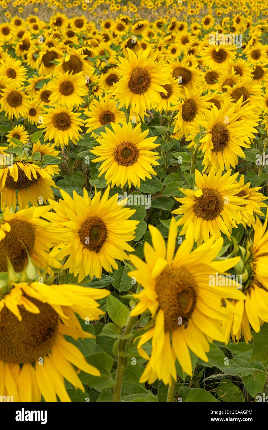 Sunflower field uk hires stock photography and images Alamy