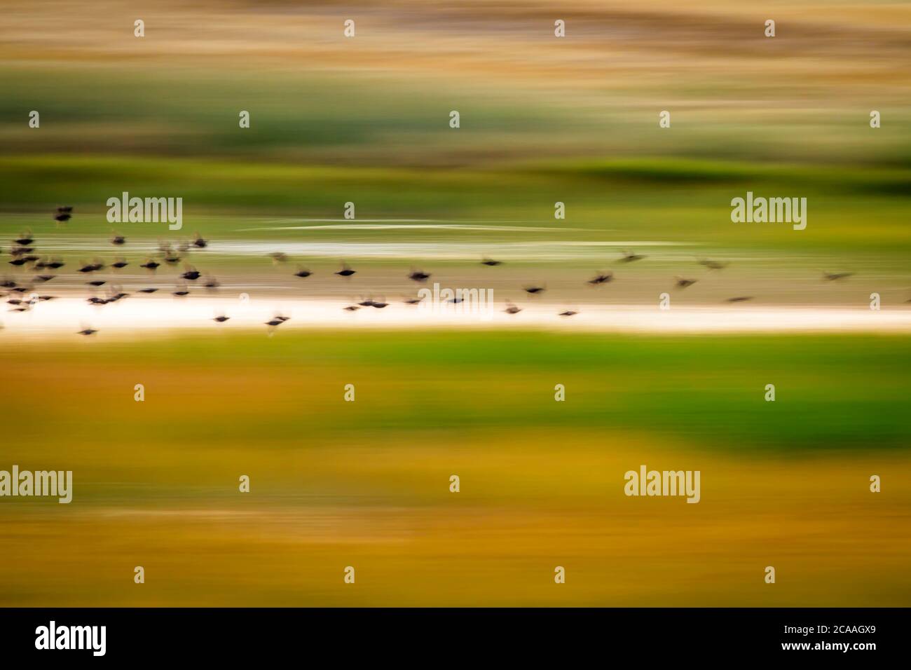 Flying Birds Motion Blur Background Abstract Nature Photography Stock Flying Birds Motion Blur Background Abstract Nature Photography Stock