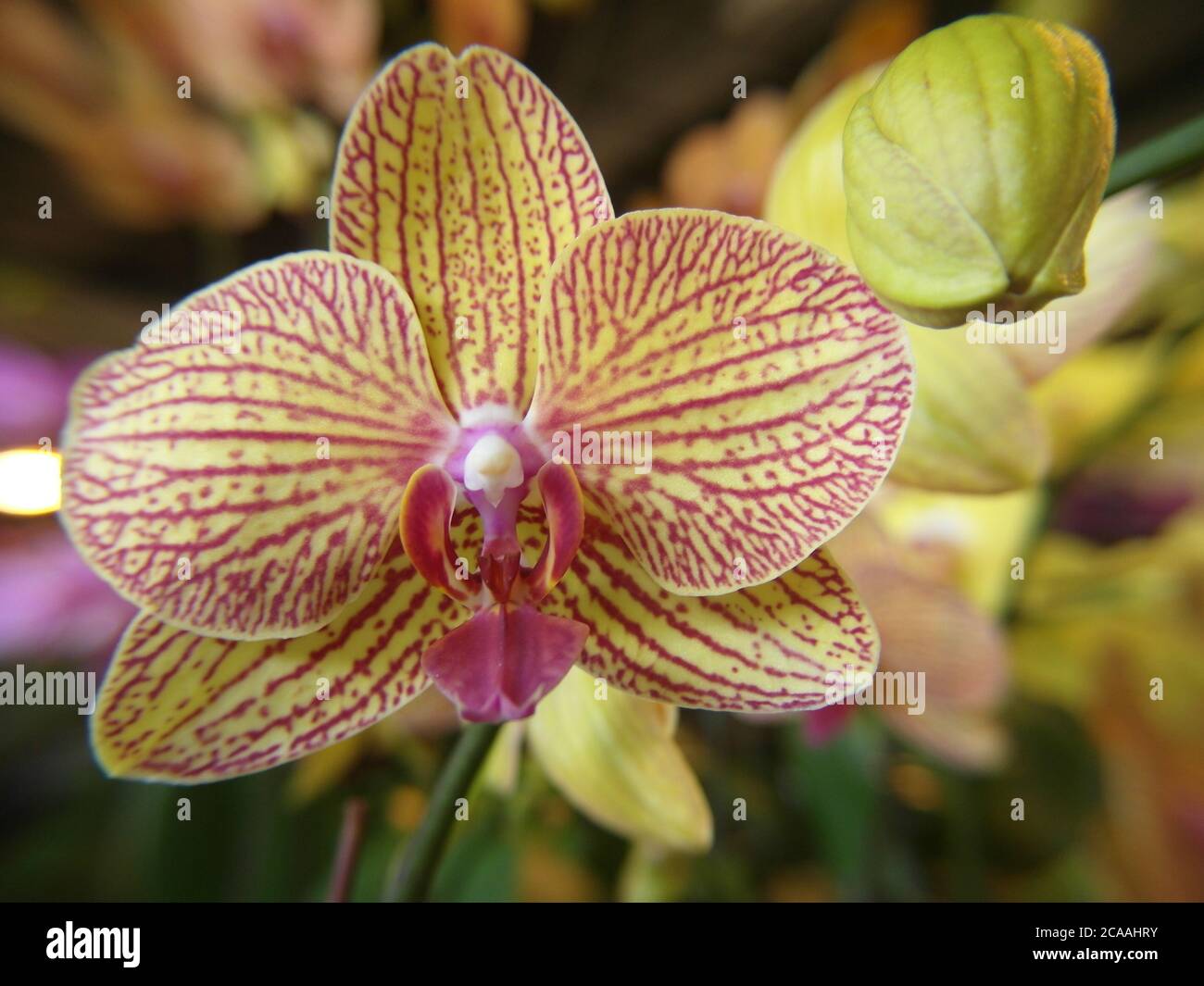 Shallow focus shot of a beautiful orchid in a blurry background Stock ...