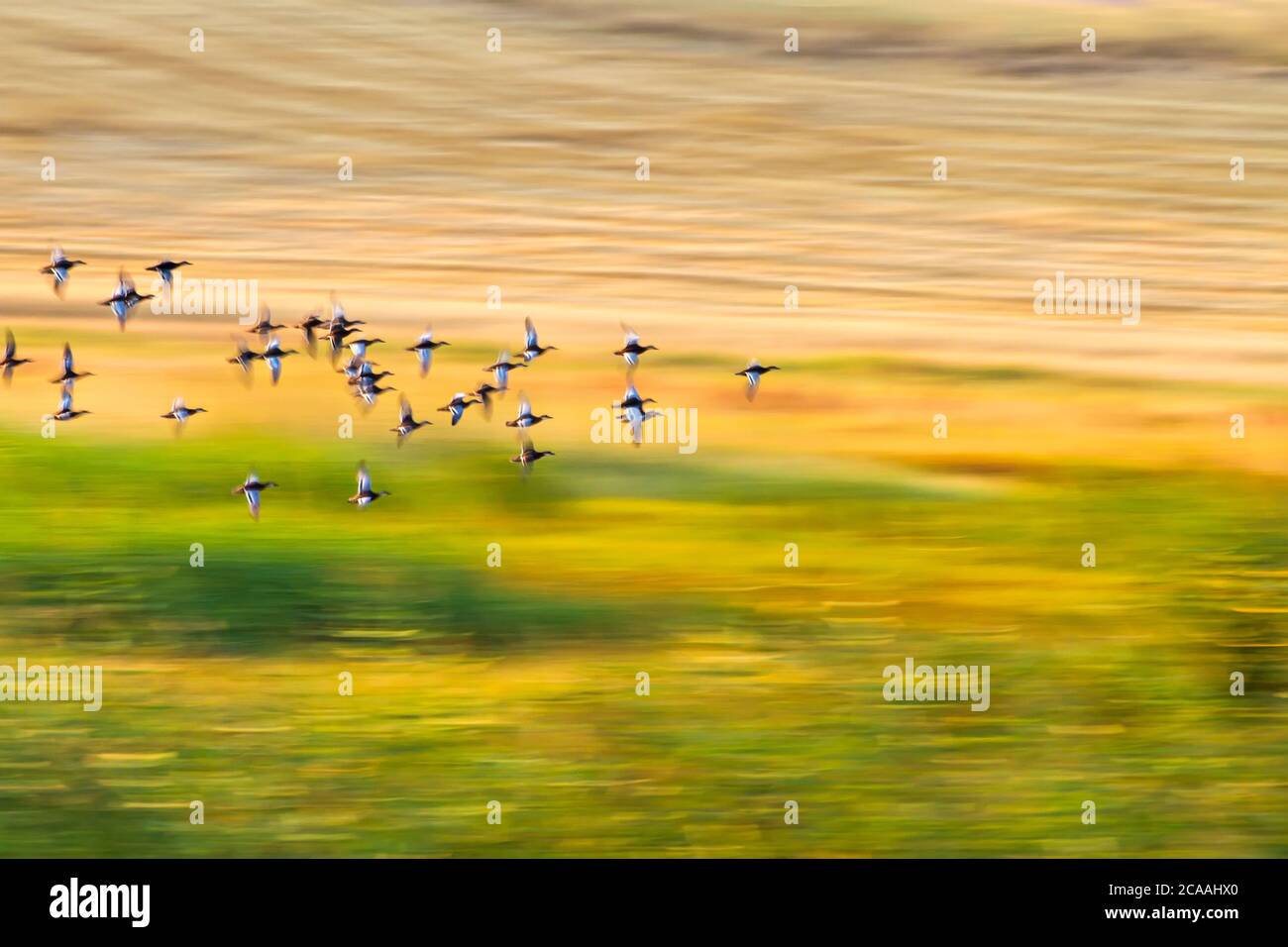Flying birds. Motion blur background. Abstract nature photography Stock