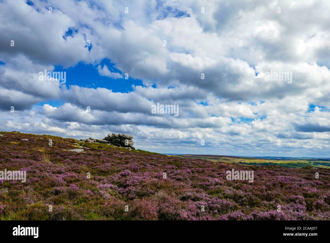 The purple heather and bracken on the moors of the Burbage Valley, Peak District National Park, Derbyshire Stock Photo