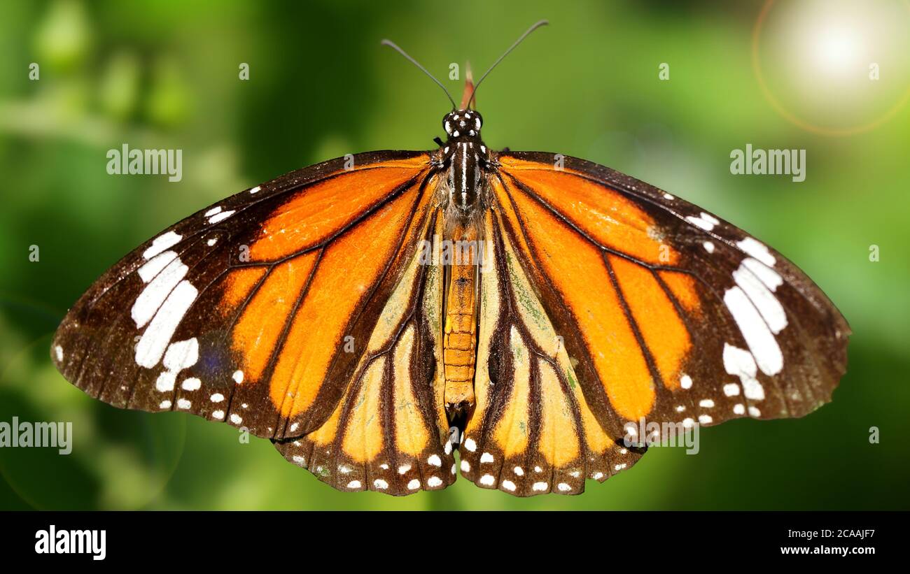 elegant orange monarch butterfly resting on a leaf wings wide open. macro photography of this gracious and fragile Lepidoptera Stock Photo