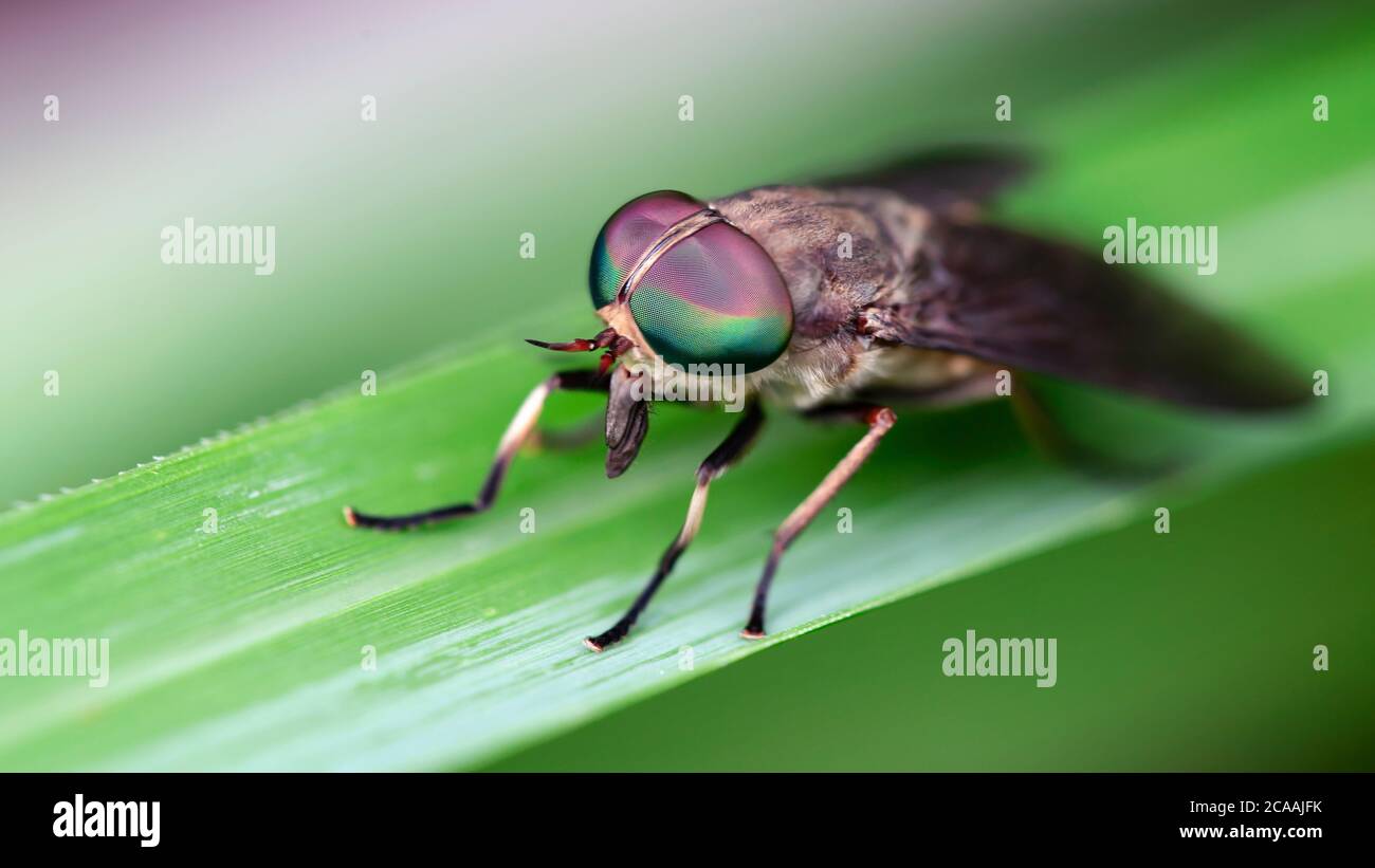 close up of a big horsefly with giant colorful faceted eyes, macro photography. This diptera insect can bite and transmit a disease, nature scene Stock Photo