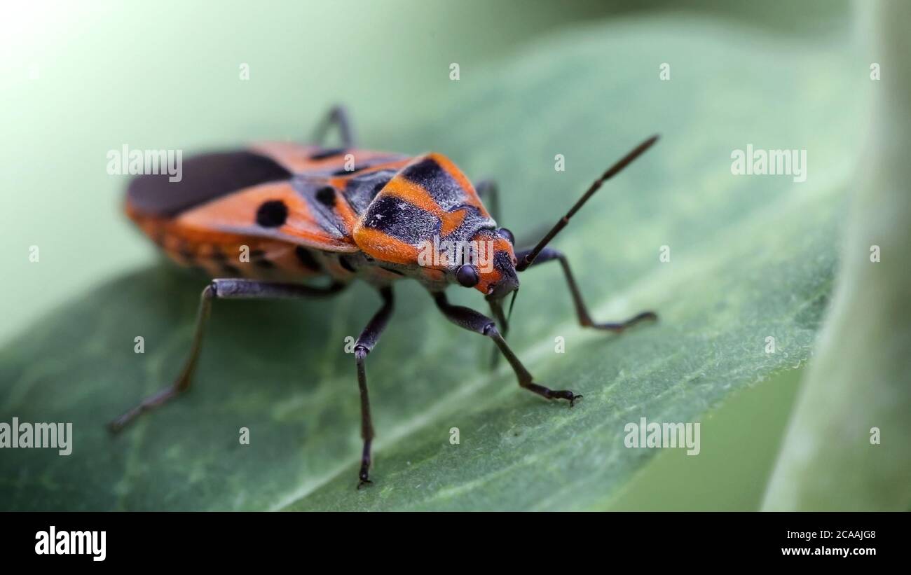 red tropidothorax, bug on a leaf, macro photography of this colorful insect, protected by his solid body, like a shield, nature scene in Thailand Stock Photo