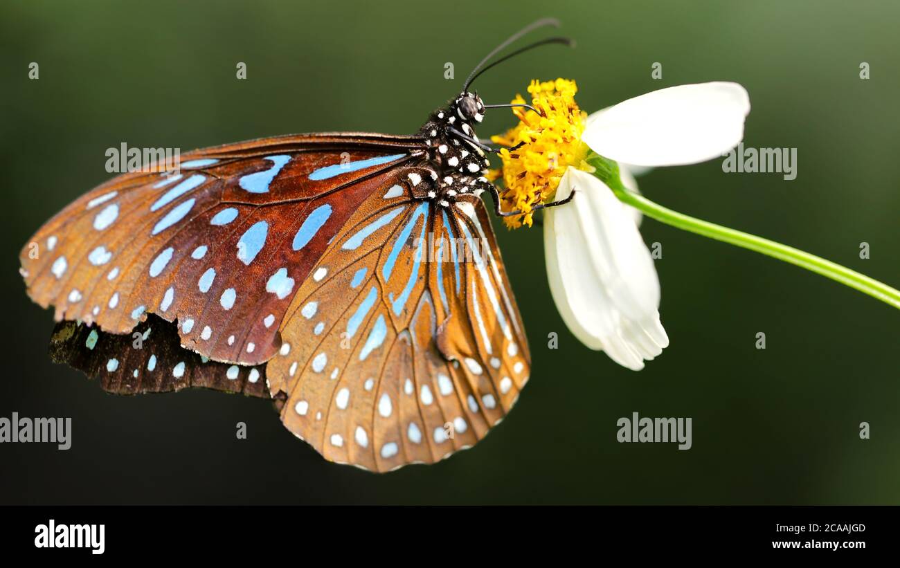 gracious brown and blue colorful butterfly looking for pollen on a white daisy flower, macro photography in a tropical botanical garden in Chiang Mai Stock Photo