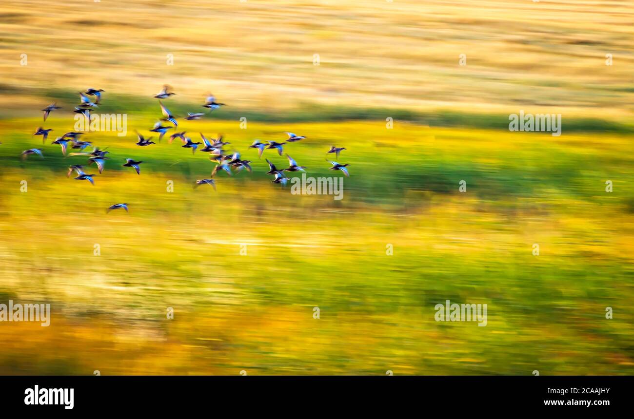 Flying birds. Motion blur background. Abstract nature photography Stock
