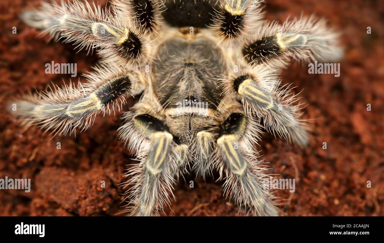 hairy tarantula waiting for its prey, macro photography. This horrific venomous spider is a dreadful predator for insects and small animals Stock Photo