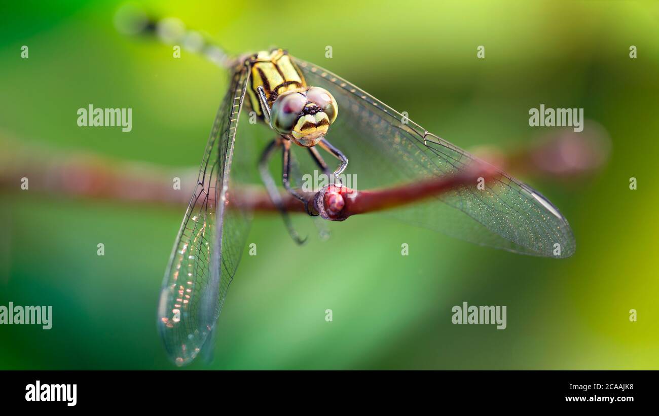 yellow colorful dragonfly on a branch, macro photo of this elegant and ...