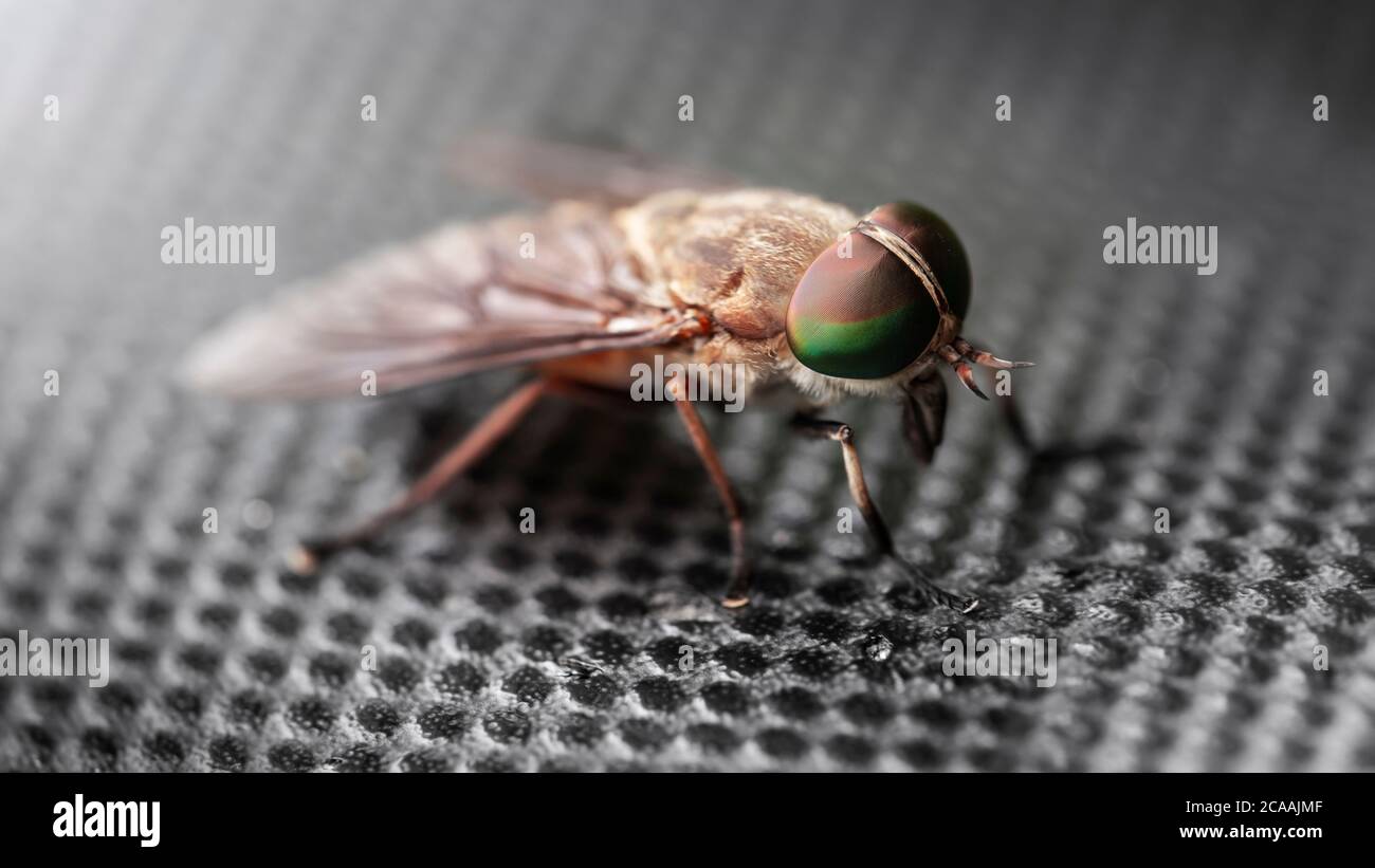 31++ Show a picture of a horsefly info