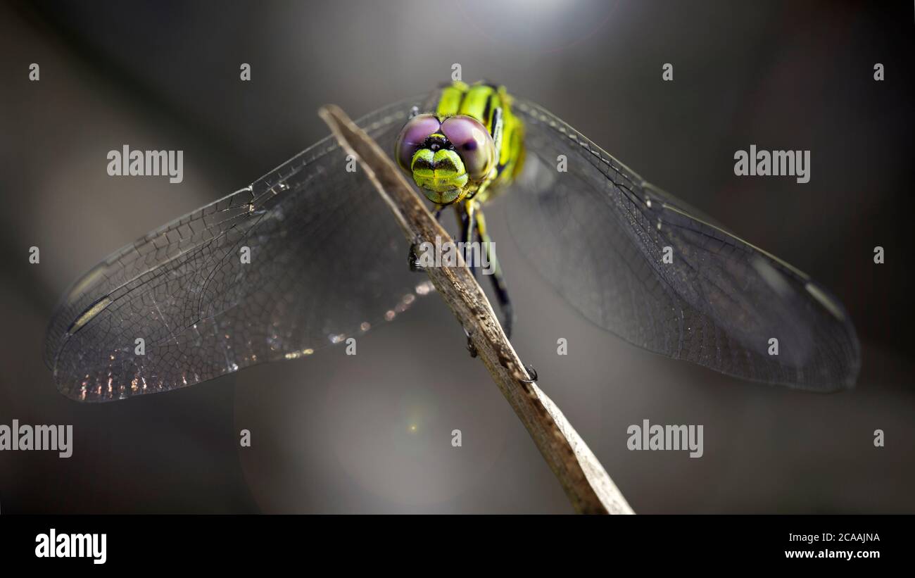 yellow colorful dragonfly on a branch, macro photo of this elegant and ...