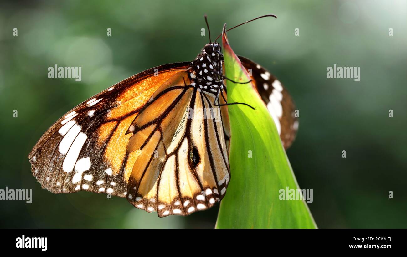 elegant orange monarch butterfly resting on a leaf. macro photography of this gracious and fragile Lepidoptera in a tropical botanical garden Stock Photo
