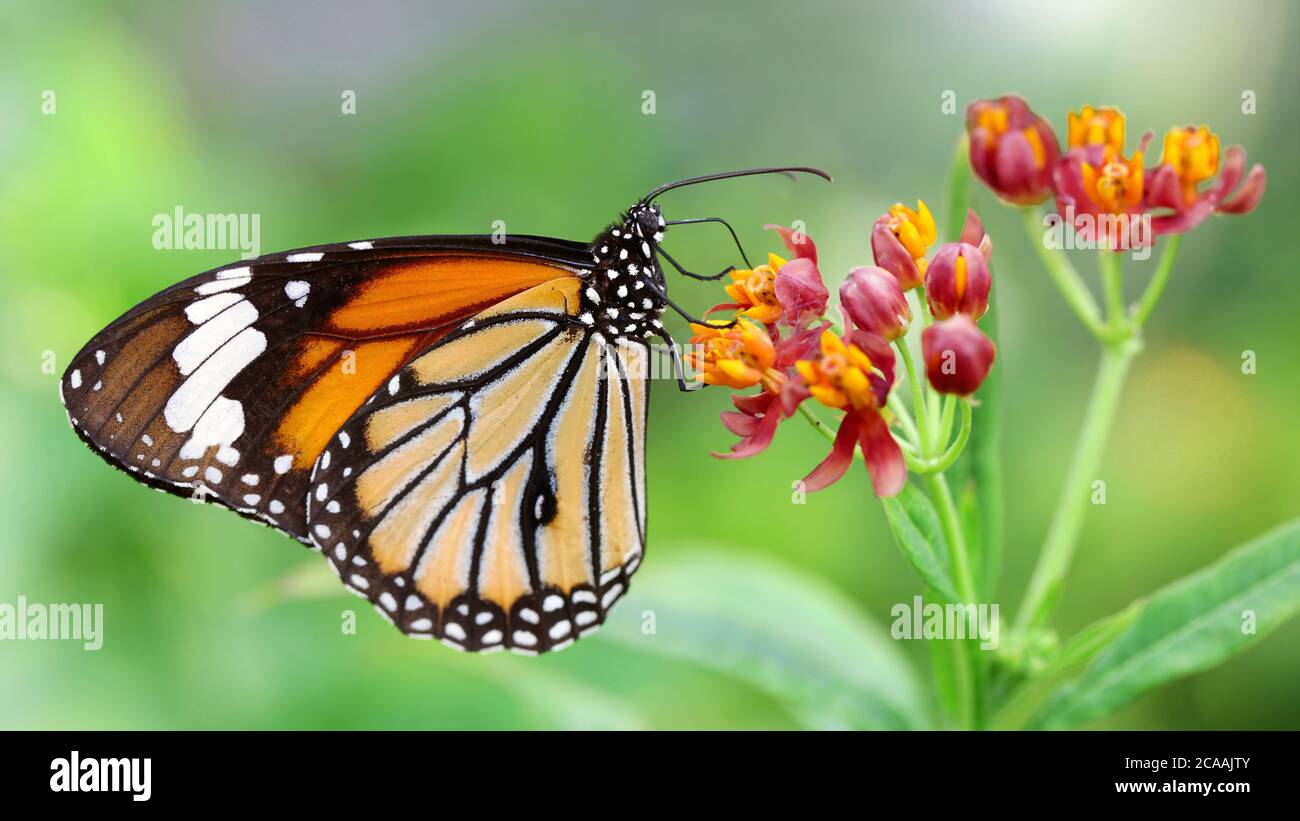 elegant orange monarch butterfly resting on multicolored flowers. macro photography of this gracious and fragile Lepidoptera Stock Photo