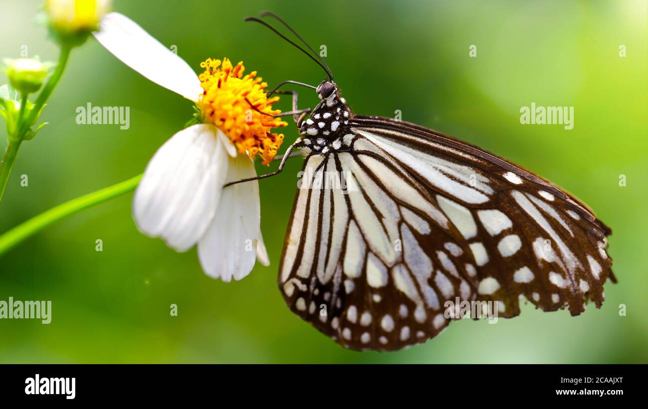black and white butterfly looking for pollen on a daisy flower, macro photo of this gracious and fragile Lepidoptera in a tropical botanical garden Stock Photo