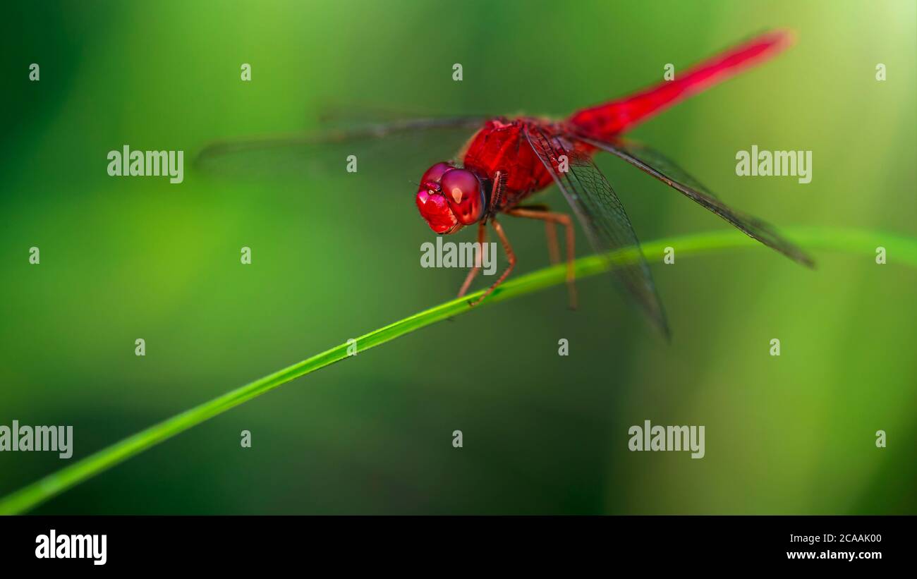 red dragonfly, wings wide open, landing on a blade of grass. macro photography of this delicate and fragile Odonata insect Stock Photo