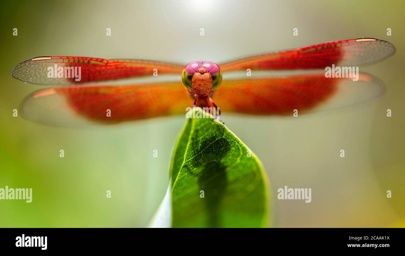 colorful dragonfly on a leaf , macro photography of this elegant and delicate Odonata with wide wings and big faceted eyes. Stock Photo