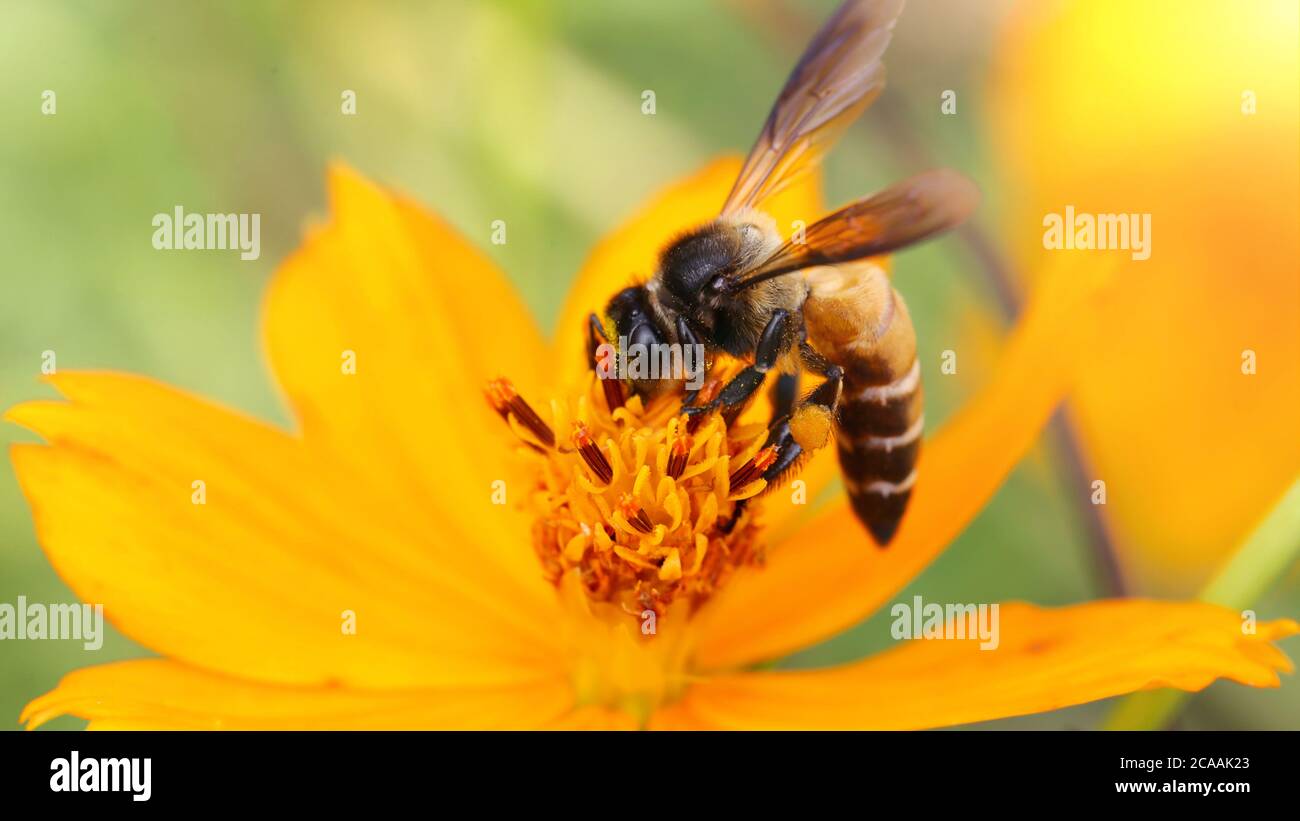 Insect of ecosystem hi-res stock photography and images - Alamy