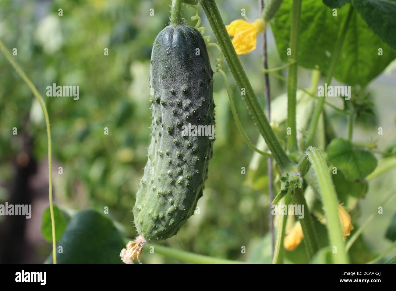 a young small cucumber grows on a branch in a greenhouse on the street in a garden plant growing gardening growing vegetables Stock Photo