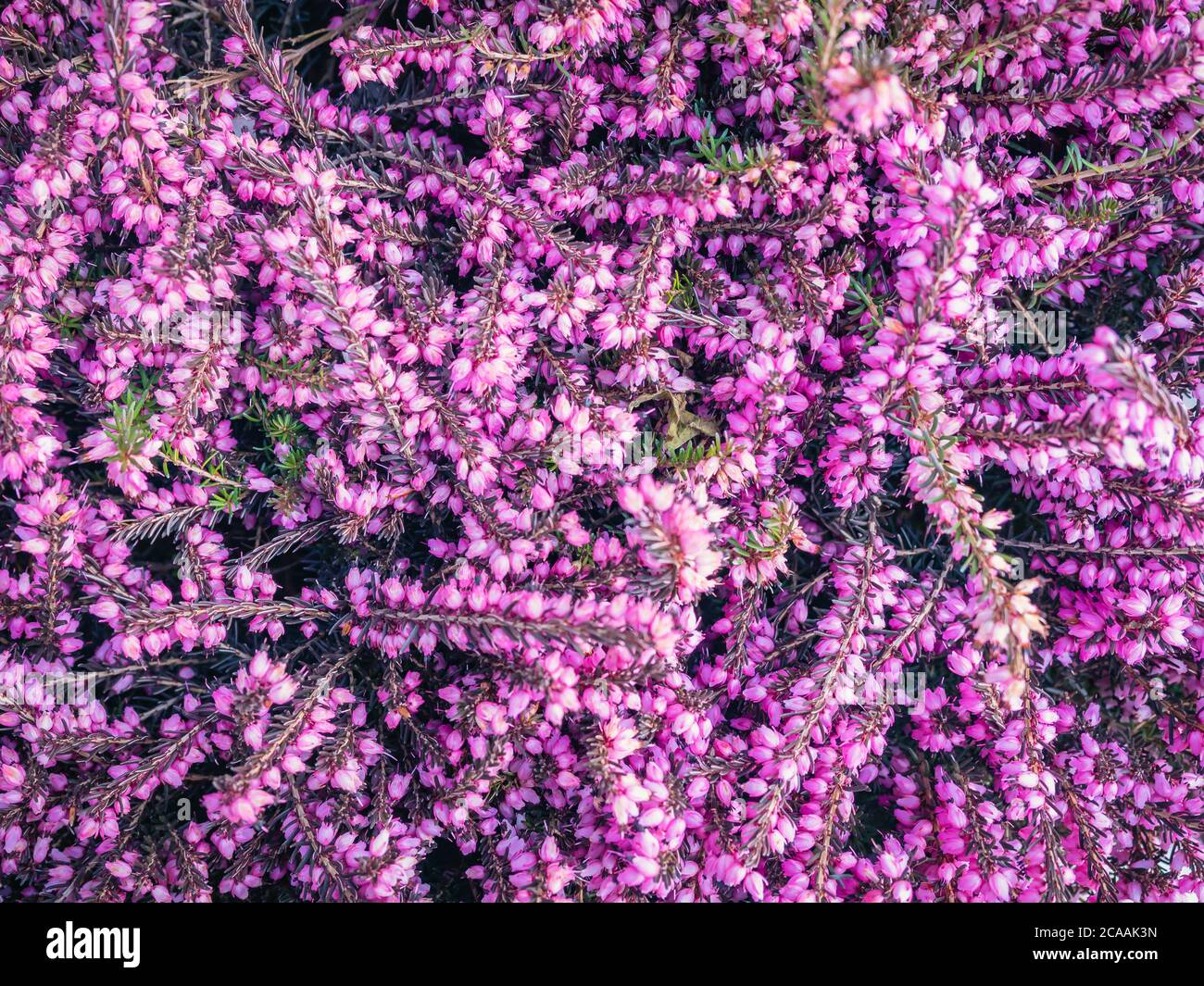 Beautiful floral heather background. Natural backdrop Stock Photo - Alamy