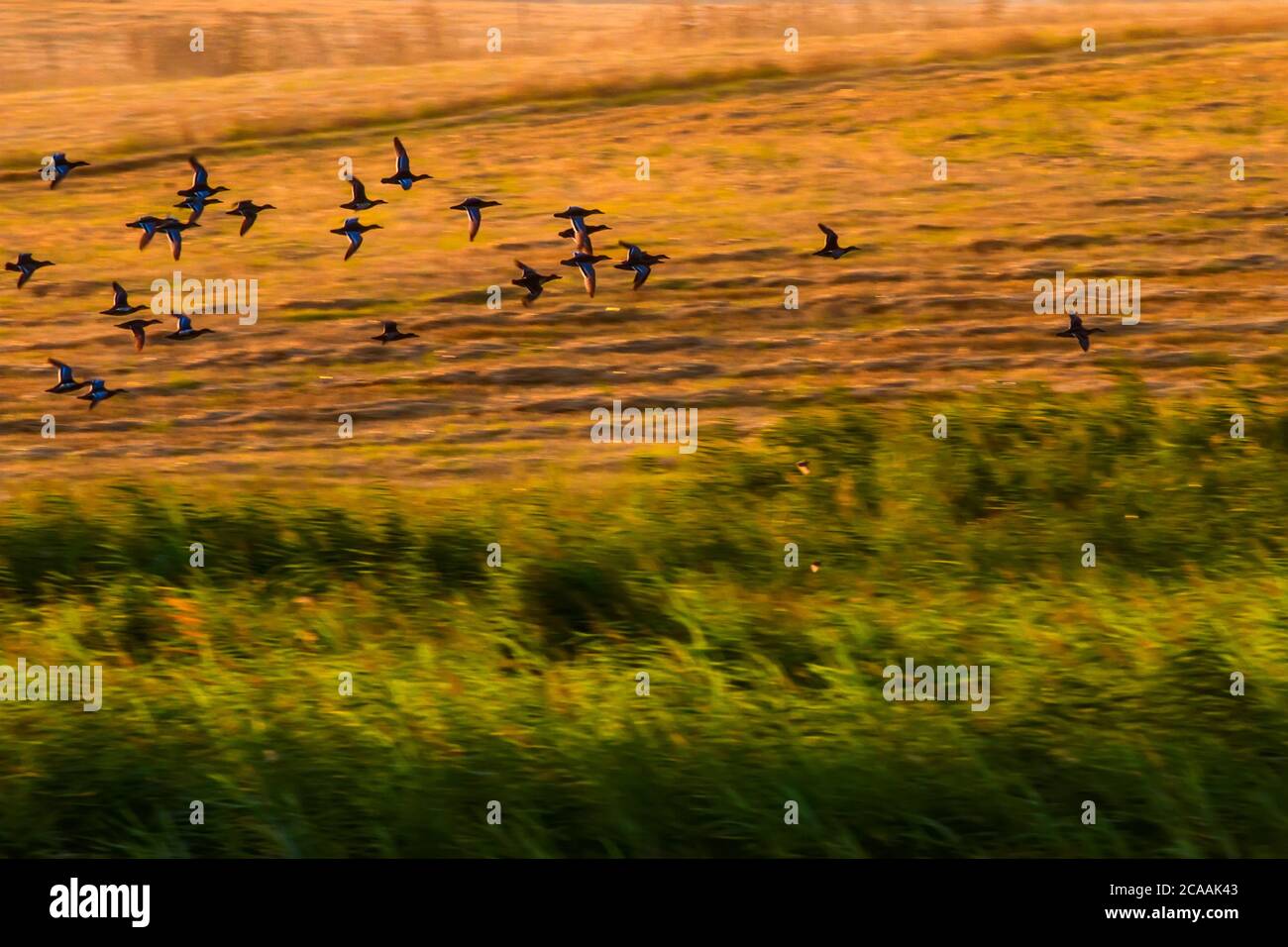 Flying Birds Motion Blur Background Abstract Nature Photography Stock Flying Birds Motion Blur Background Abstract Nature Photography Stock