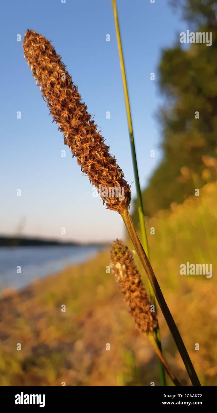 Vertical shot of a Carex riparia plant at the pond Stock Photo